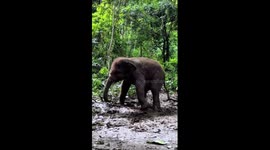 Playful elephants in China's Yunnan
