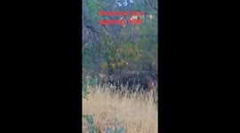 Mountain lion sighting 7AM Sunday July 21st 2024 Goodwin Dam Rec