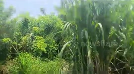 Missing schoolgirl, 15, found dead in sugarcane field as police suspect stepfather of murder