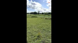 Playful foal and his bouncy horse bring endless joy to the field