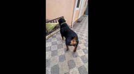 Dog runs around with broom in Russian home compound