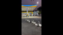 Ducks line up at petrol station in New Delhi, India