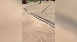 Sassy pet dog struts like a catwalk model