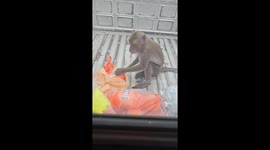 Wild monkey climbs onto pickup truck to rummage through food