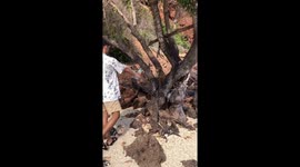 Hiker gives thirsty monkey a drink of water