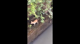 Kind son rescues kitten from dirty canal and rehabilitates it at home