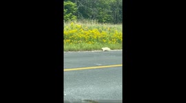 Albino Groundhog Out for a Stroll