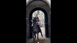 The Kings Horse gets spooked - reason unknown at Horse Guards Parade in Londons Whitehall. The Kings Guard makes a swift recovery with the horse
