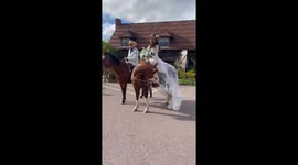 Hay... and Wedding Dresses are for Horses
