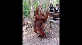 Orangutan and her cute baby, In the Feeding Station Area