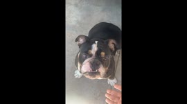 Bruce, an English bulldog smells something suspicious on his owners hands. Is it *gasp, another dog?