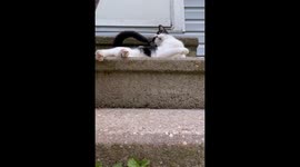 Kitty ice bath for our sweet little stray we named Lola