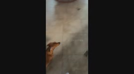 One dachshund that’s not a morning dog