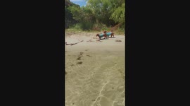 Swimming dachshunds