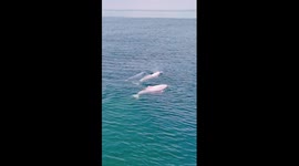 Rare Chinese white dolphins spotted in bay