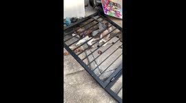 Hapless husky pinned down by metal gate