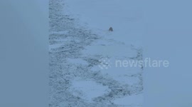 Stubborn polar bear races across icebreaker Ural's path on frozen arctic landscape