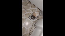 Hamster uses bathroom drain as secret tunnel in China