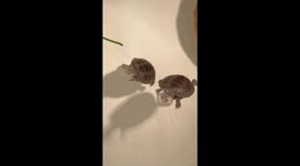 Playful slap among turtles in a small pond in China