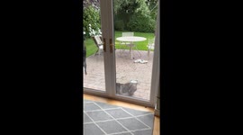 Dogs playfully dash through house after door opens in Ireland