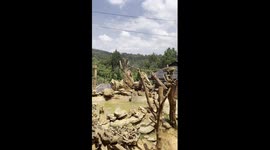 Macaques spend summertime diving into pool in Yunnan, China