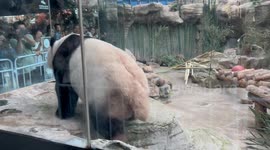 Panda urinates towards crowd at Chinese zoo