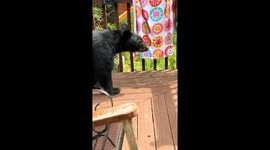 Bear spotted in front of Tennessee home