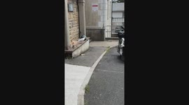 Seagull steals tobacco in Cornwall, England