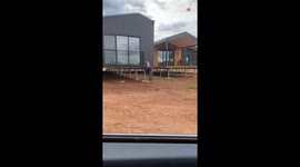 Cat watches over dad’s work by sitting comfortably on his back