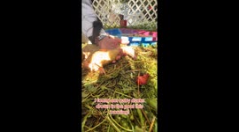 Duckling CPR Success - Owner revives drowned ducklings to health and happiness