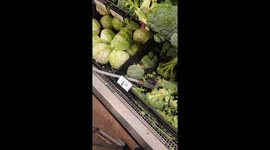 Protein Boosted Broccoli For Sale