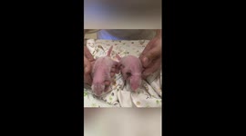 Panda twins born in Hong Kong
