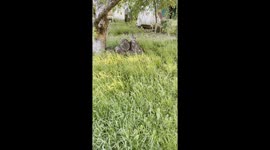 Cats Prepare for Battle With Mice