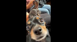 English Toy Terrier throws a tantrum at grandma’s house in Colombia