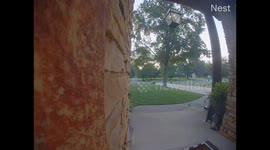 Runaway Dog Leads to Temper Tantrum