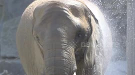 Austria: Historic Pregnancy at Vienna Zoo Signals Hope for Endangered Elephants