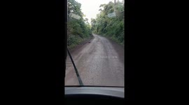 Stopping for a Coati Family to Cross