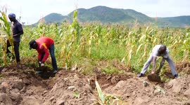 Nigeria: Nigeria to boost food production with farm equipment imports