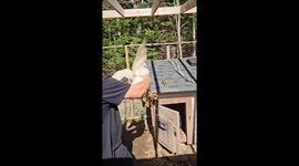 Grounded but not forgotten: Baymax the duck soars with a little help from his human