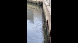Invasive black chin tilapia swarm through canal in Bangkok