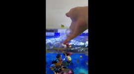 Fish chase toys in aquarium in China
