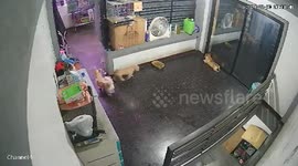Pet dogs scamper when they hear lightning bolt outside