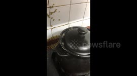 China: The mung beans are ejected through the vent hole of the casserole
