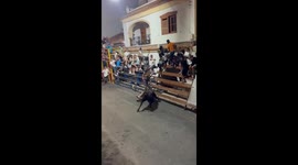 bullfight in Calpe, where the runner's leg had to be amputated