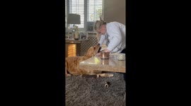 Golden Retriever’s comical hood hijinks make woman regret playing with the pup
