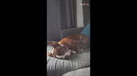 Watch this Rescue dog nap in a unique way i.e. loud snoring and eyes wide open