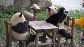 China: Giant Pandas Gather Around A Table For Dinner at Chongqing Zoo