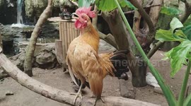 Male Serama Chicken Crowing