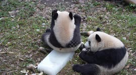 China: Giant Pandas Enjoy A Big Meal at Chongqing Zoo