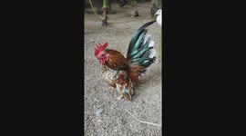 Serama Chicken
